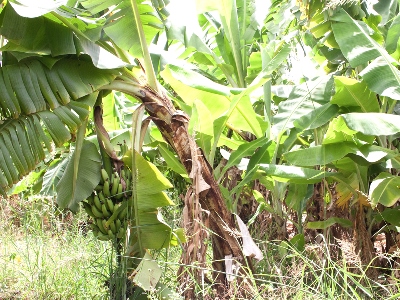 Banana farm in Garissa